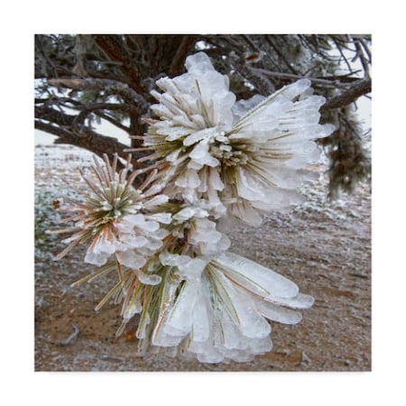Amanda Smith 'Pine Needles And Ice' Canvas Art,24x24